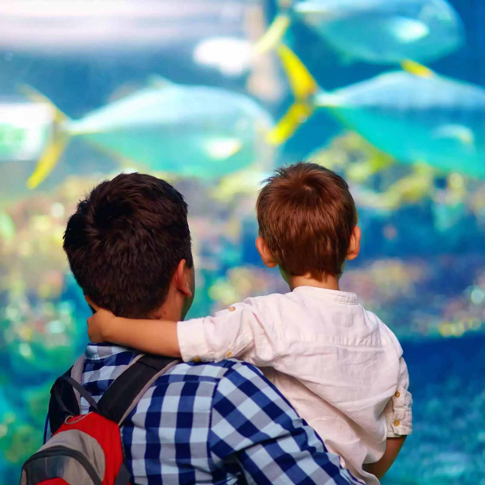 ripley's aquarium gatlinburg